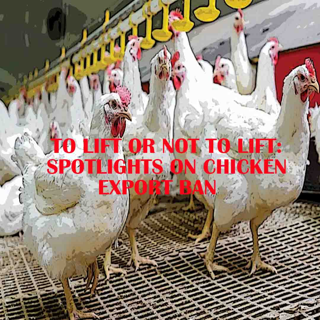 To Lift or Not To Lift: Spotlights on Chicken Export Ban